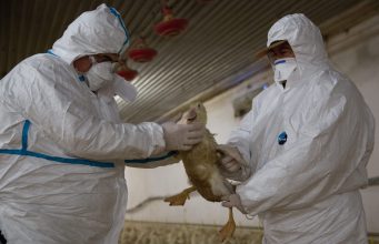 Főként a víziszárnyasokat pusztította a madárinfluenza a Baromfi Termék Tanács szerint