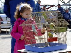 Börzék és vásár szombaton a Szent László körúti vásártéren