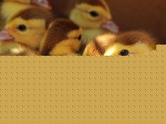 Feloldották a piacokon a szárnyas zárlatot