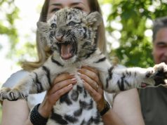 Először született tigris Debrecenben