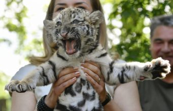 Először született tigris Debrecenben