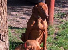 Visszakerültek gazdájukhoz az elkóborolt vizslák