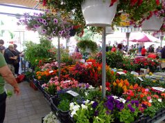 Palántaszezon – a piacon is!