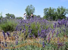 Hatalmas siker övezte a kiskunmajsai „Levendula Szüretet”