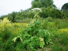 Veszélyes invazív gyomnövényt irtottak a Kiskunsági Nemzeti Park munkatársai