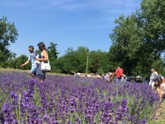 Országszerte nagy sikert arat a kiskunmajsai Levendula Szüret