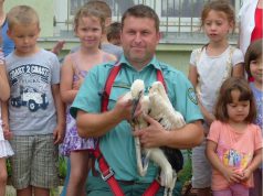 Meggyűrűzik a gólyafiókákat Bács-Kiskun megyében