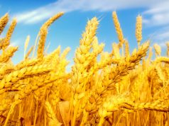 A csapadékhiány miatt 10-20 százalékkal kevesebb gabona teremhet