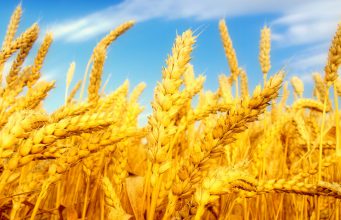 A csapadékhiány miatt 10-20 százalékkal kevesebb gabona teremhet