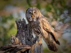 Párt kapott a szakállas bagoly