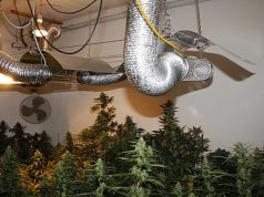 Két helyszínen is kábítószerre bukkantak a kecskeméti rendőrök