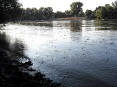 KEZDŐDIK, AMIRE SOKAN VÁRTAK – INDUL A TISZAVIRÁGZÁS