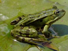 A dinoszauruszok kihalása vezetett a békák robbanásszerű elterjedéséhez