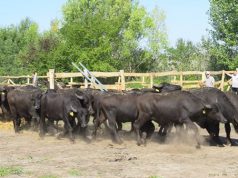 Bivalyok tartják karban a máriatelepi nádast Bakson