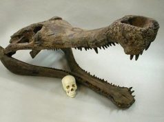 A T-rexéhez hasonló fogazata volt az óriási őskrokodilnak