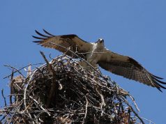 Kirepültek a pilismaróti rétisasfiókák
