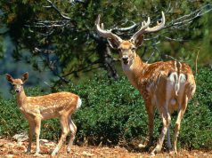 Mezopotámiai dámszarvas született a Szegedi Vadasparkban