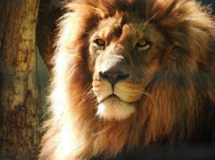 Már csak egy nap van hátra az Állatkertek Éjszakájáig