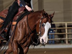 Világbajnoki és Európa-bajnoki reining sikerek