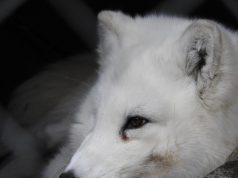 Idén a legnépszerűbb a Kecskeméti Vadaskert – Interjú Tokovics Tamással, a helyi állatkert igazgatójával