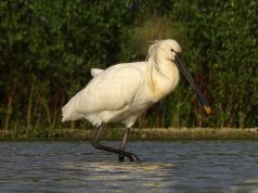Eszék közeléből Olaszországba repült az éjjel Bogyóka, a jeladós kanalasgém