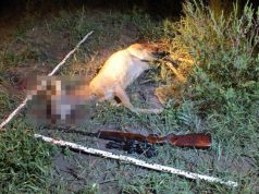 ENGEDÉLYEK NÉLKÜL LŐTTEK