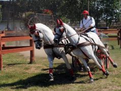 Sikerül e a magyar csoda?