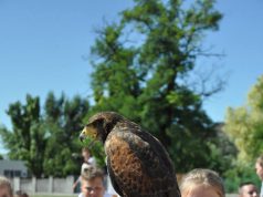 Különleges madárbemutató a kirakodó vásáron