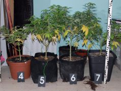 Panelházban termesztettek kendert Kiskunfélegyházán