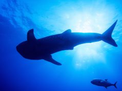 A tengerek óriásait veszélyeztetik a műanyag mikroszemcsék