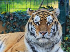 Főszerepben a Nagymacskák!