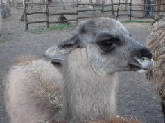 Ünnepi hosszú hétvége a Kecskeméti Vadaskertben