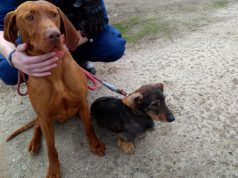 A Hercegszántói Határrendészeti Kirendeltség munkatársa Bátmonostor térségében talált rá a két elkóborolt kutyára.