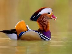 MADARAK ÉS FÁK NAPJA