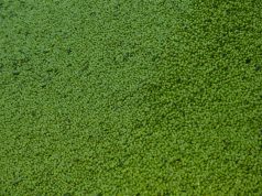 Már a Távol-Keletre is eljutott a kiváló termékek híre