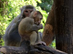 Több kisállat is született a Kecskeméti Vadaskertben