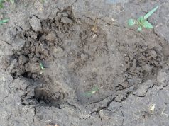 Információk a Kiskunságban kóborló medvéről