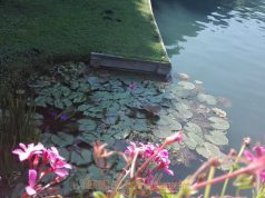 A csodálatos Hévízi Gyógytó és szolgáltatásai