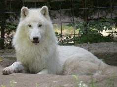 Állatkertek Éjszakája augusztus 31-én