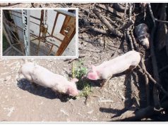 GONDOZÓJUK ADTA EL A RÁBÍZOTT ÁLLATOKAT