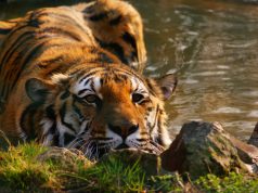 Kiállítás a Vadasparkban