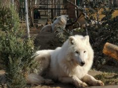 Ünnepi hosszú hétvége a Kecskeméti Vadaskertben 2019. március 15-16-17. (péntek, szombat, vasárnap)