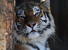 Tavasznyitó Családi Nap a Kecskeméti vadaskertben – 2019. április 7.