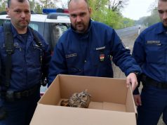 SÉRÜLT FÜLESBAGLYOT MENTETTEK A RENDŐRÖK