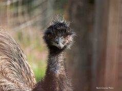 Május 1-jei és Anyák Napi programok a Kecskeméti Vadaskertben