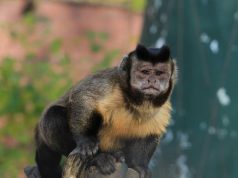 Közelgő rendezvények a Kecskeméti Vadaskertben