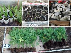 KÁBÍTÓSZERREL AKART KERESKEDNI