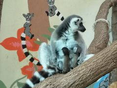 Újabb állatmentésre kérték fel a Kecskeméti Vadaskertet, ugyanezen a napon egészséges gyűrűsfarkú maki ikerpár született