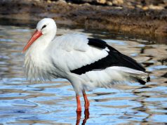 SZERETEM AZ ÁLLATOKAT – Országos vers- és prózaíró pályázat minden korosztálynak