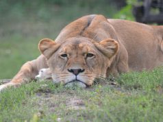 Pünkösd Kecskeméti Vadaskertben